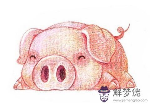 屬豬的今年多大,最小的豬寶寶還有3個月出世