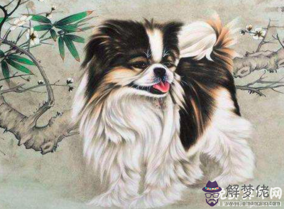 屬狗和什麼屬相配比較好,與狗白頭偕老的生肖有哪些