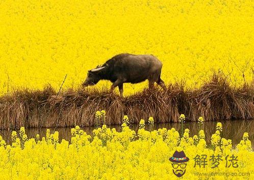 屬牛人的婚姻與命運,屬牛人為最佳伴侶