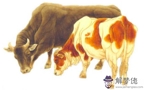 屬牛和什麼屬相配比較好,與牛白頭偕老的生肖有哪些