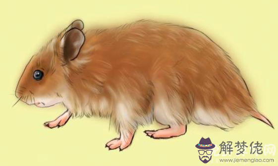 屬鼠的年份是哪幾年,各年份命運解析