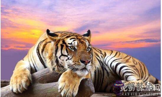 1974年屬什麼生肖,屬虎很講信用事業會很成功