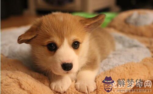 2018年哪些月份出生的狗寶寶最好,12月出生狗寶會非常孝順