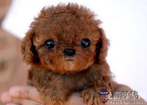 2018年哪些月份出生的狗寶寶最好,12月出生狗寶會非常孝順