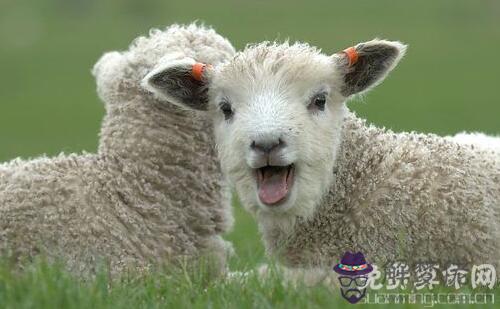 屬羊人不同時辰出生命運詳解,生于子時一生波折起落較多