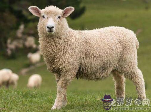 屬羊人不同時辰出生命運詳解,生于子時一生波折起落較多