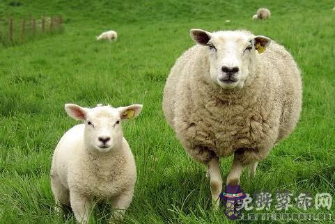 屬羊人不同時辰出生命運詳解,生于子時一生波折起落較多