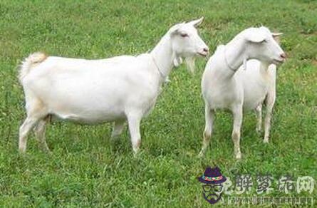 屬羊人不同時辰出生命運詳解,生于子時一生波折起落較多