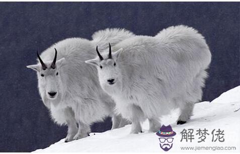 屬羊人不同時辰出生命運詳解,生于子時一生波折起落較多