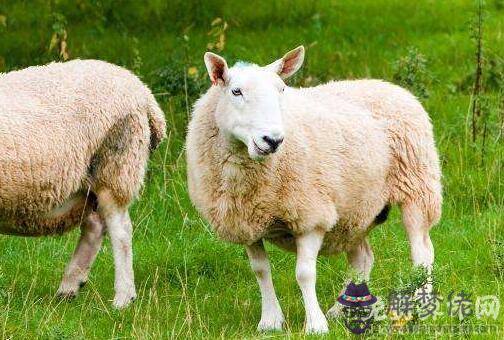 屬羊人不同時辰出生命運詳解,生于子時一生波折起落較多