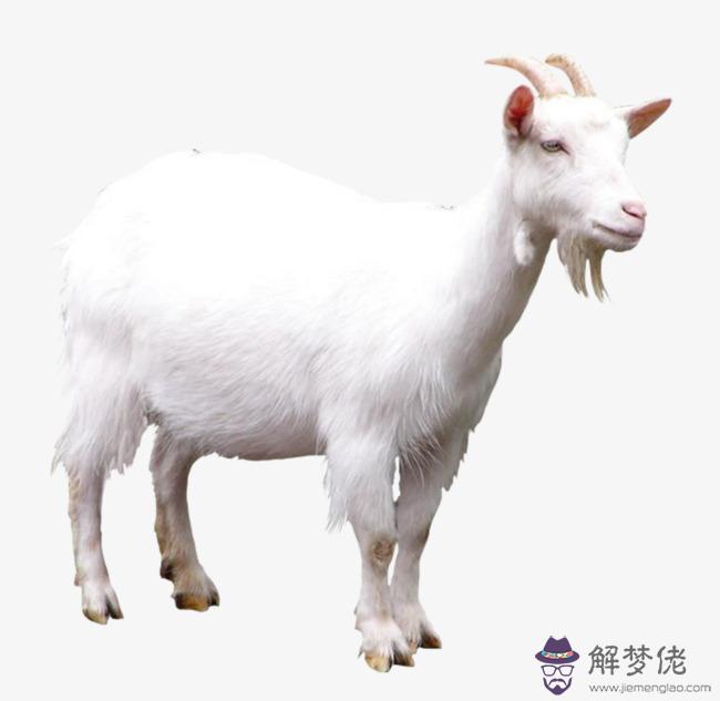 2018年屬羊的運勢不太好,最好穩中求進