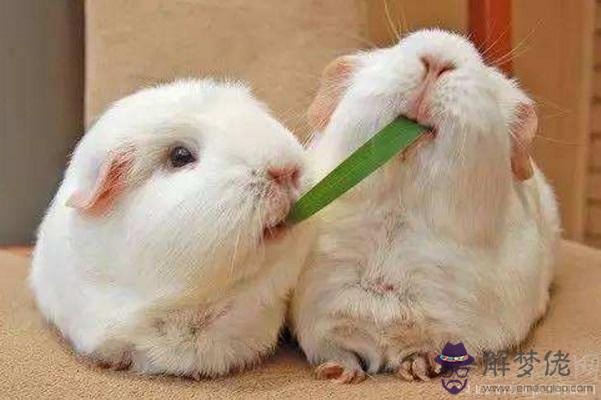 生肖屬兔人的血型與財運 A型和O型屬兔人財運平穩