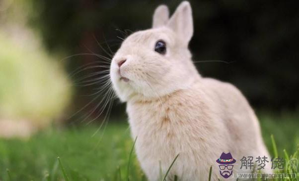 生肖屬兔人的血型與財運 A型和O型屬兔人財運平穩