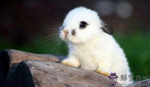 生肖屬兔人的血型與財運 A型和O型屬兔人財運平穩