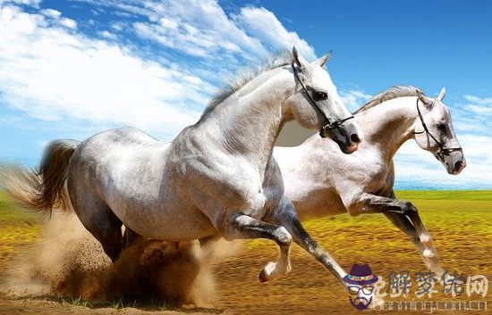 屬馬的天秤座命運很好,頭腦非常聰明適合當領導人物