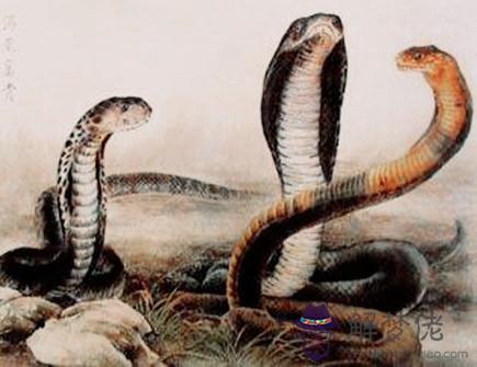 屬蛇和屬蛇合不合 屬蛇和屬蛇合不合