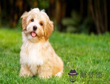 屬狗2021年桃花運旺盛月份 屬狗2021年桃花運旺盛月份