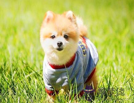 屬狗2021年桃花運好嗎 屬狗2021年桃花運好嗎