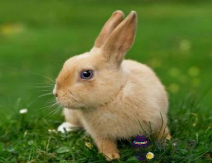 屬兔人的幸運物有哪些 屬兔人的幸運物有哪些