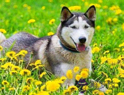 屬狗2021年五月運勢 屬狗2021年五月運勢