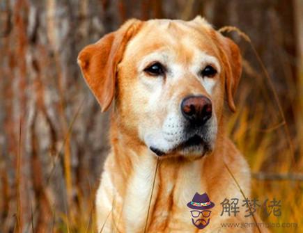 屬狗2021年七月運勢 屬狗2021年七月運勢