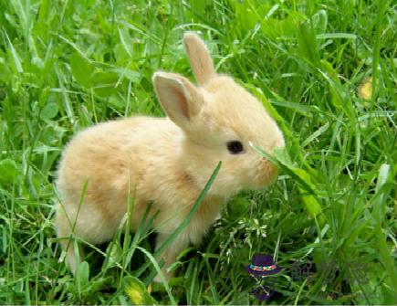 屬兔2021年七月運勢