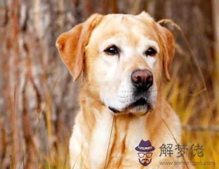 狗爸爸和蛇媽媽生什麽寶寶好