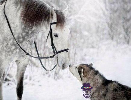 馬爸爸和狗媽媽生什麽寶寶好 馬爸爸和狗媽媽生什麽寶寶好