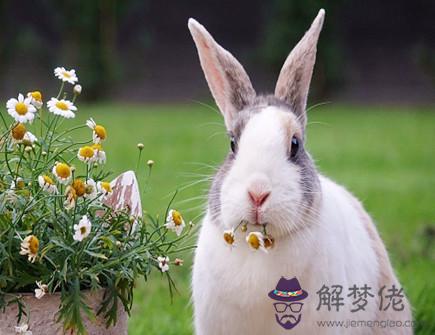 屬兔2021年每月運勢 屬兔2021年每月運勢