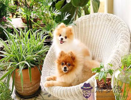 狗狗1_副本.jpg 狗狗1_副本.jpg