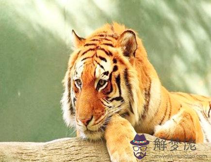 屬虎2021年幸運顏色