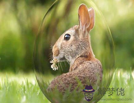 屬兔人在2021年適合換工作嗎 屬兔人在2021年適合換工作嗎