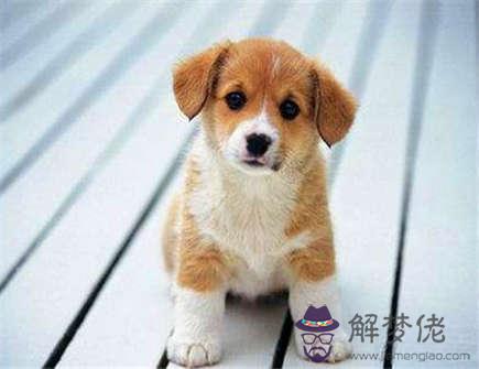 屬狗在2021年幾月比較倒霉 屬狗在2021年幾月比較倒霉