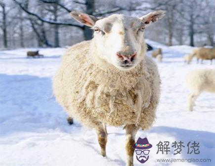 屬羊2021年貴人有哪些 屬羊2021年貴人有哪些