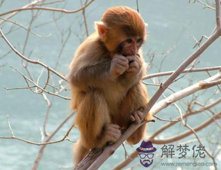 屬猴2021年貴人有哪些 屬猴2021年貴人有哪些