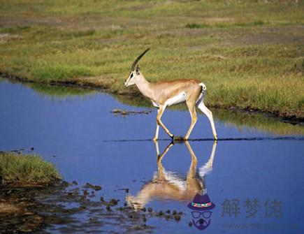 水羊年是哪些年份 水羊年是哪些年份