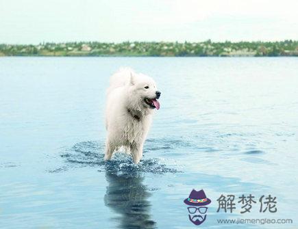 水狗年是哪些年份 水狗年是哪些年份