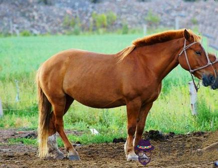 土馬年是哪些年份 土馬年是哪些年份