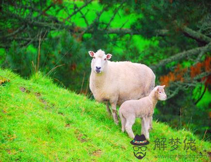 土羊年是哪些年份 土羊年是哪些年份
