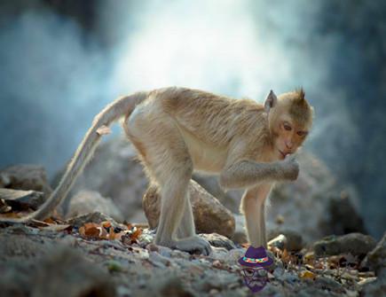 土猴年是哪些年份 土猴年是哪些年份