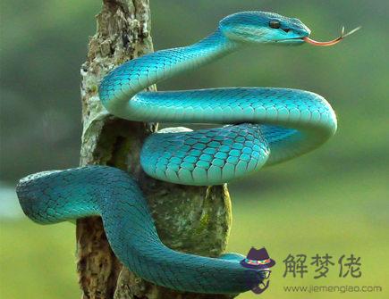 幾月出生的屬蛇人財運最旺 幾月出生的屬蛇人財運最旺