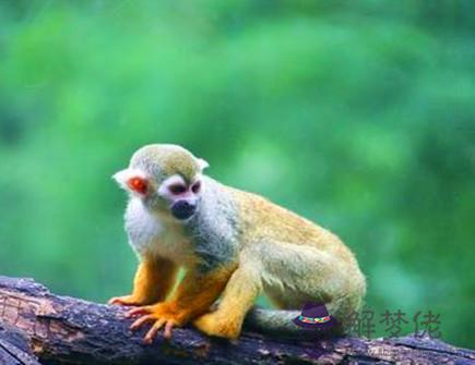 屬猴和什麽屬相不配 屬猴和什麽屬相不配