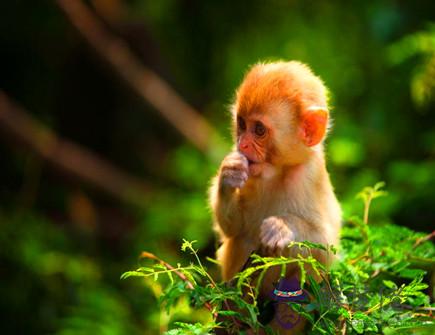 屬猴和什麽生肖合適