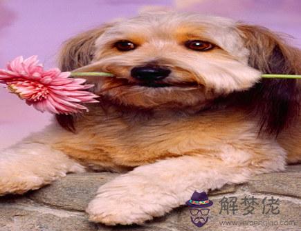 屬狗人有上進心嗎 屬狗人有上進心嗎