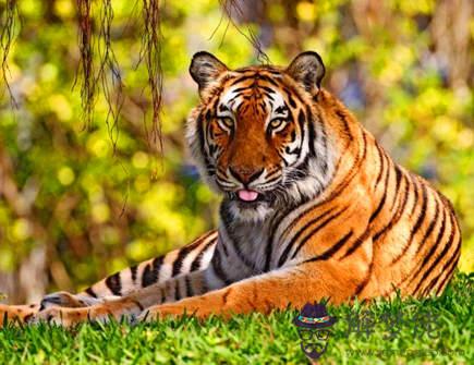 屬虎最怕什麽生肖 屬虎最怕什麽生肖