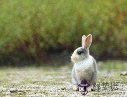 屬兔最怕什麽生肖 屬兔最怕什麽生肖