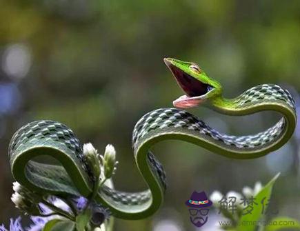 屬蛇人有上進心嗎 屬蛇人有上進心嗎