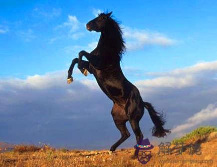 屬馬人的上等婚配表 屬馬人的上等婚配表