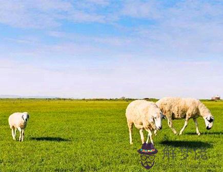 屬羊人的上等婚配表 屬羊人的上等婚配表