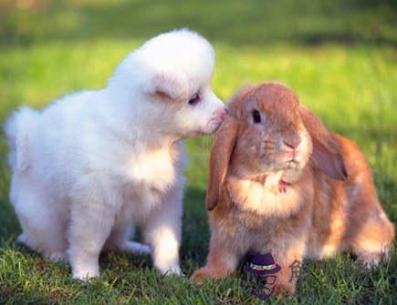 屬狗人的婚配禁忌 屬狗人的婚配禁忌